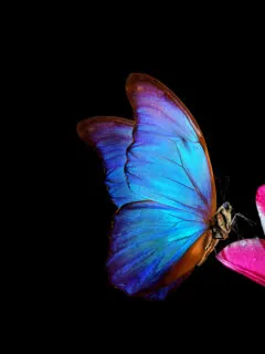 a blue butterfly perched on a pink tulip on black background.