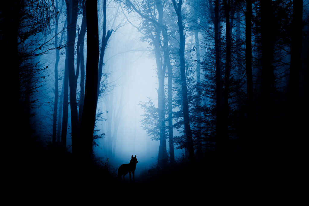a wolf's silhouette in a dark and misty forest.