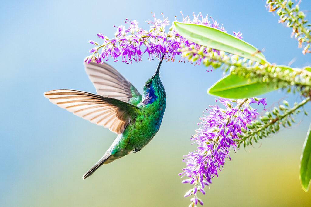 beautiful green and blue hummingbird in flight drinking nectar from a purple flower.