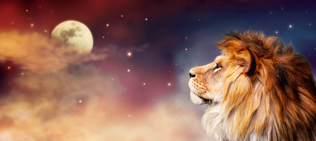 A lion looking to the night sky with a moon and clouds.