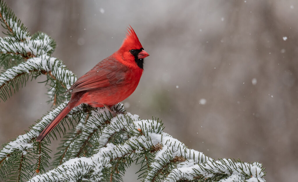 a red cardinal perched on a snowy pine bough.