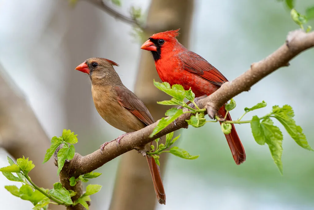 a red male cardinal next to a brown female cardinal on a tree branch.