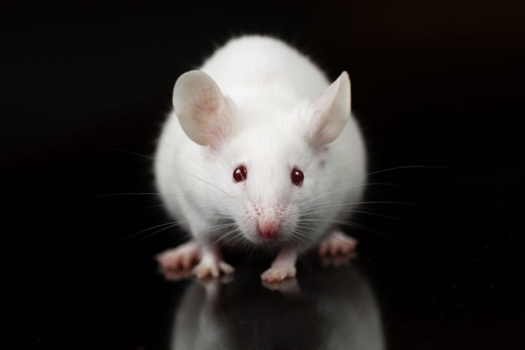 a white rat on a black background peering at the camera.