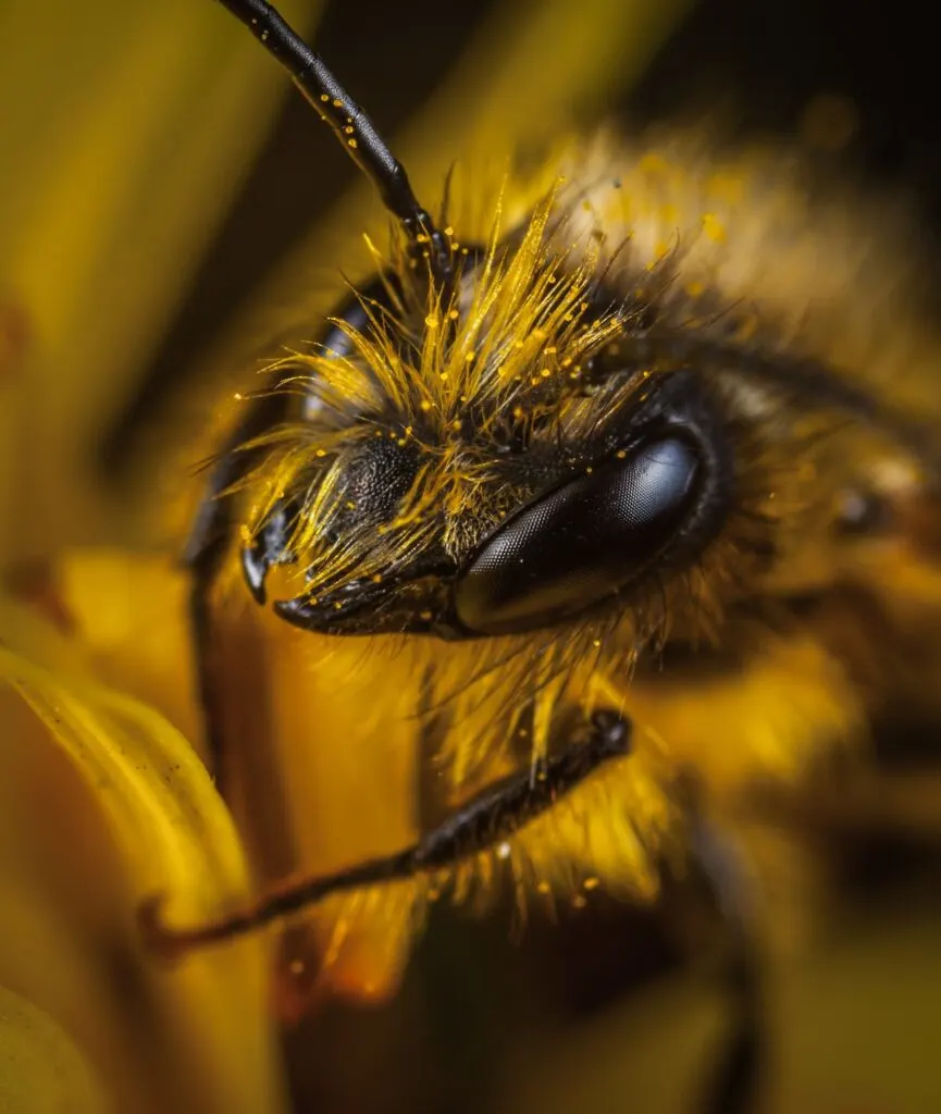 Super close up of a bee's face.