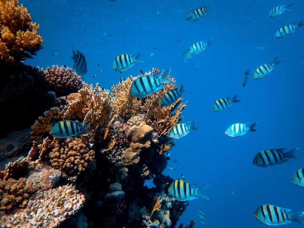 a school of tropical striped fish swimming near a coral reef.