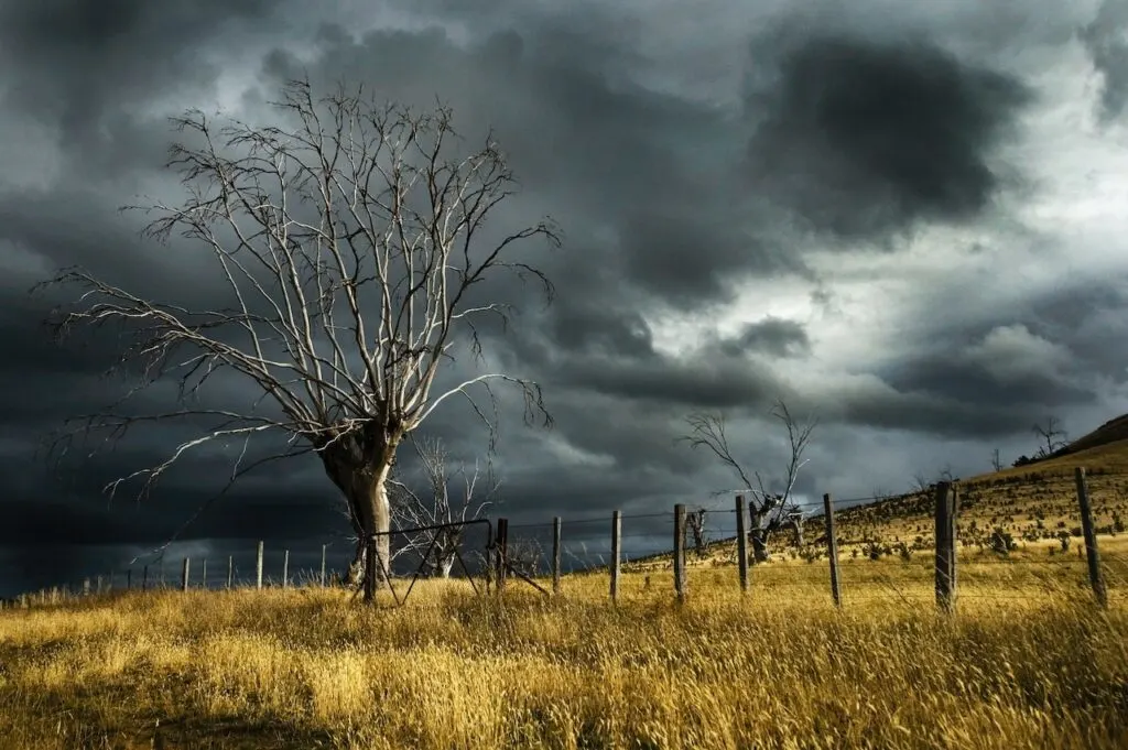 a single tree in an open field with dark clouds in the sky.