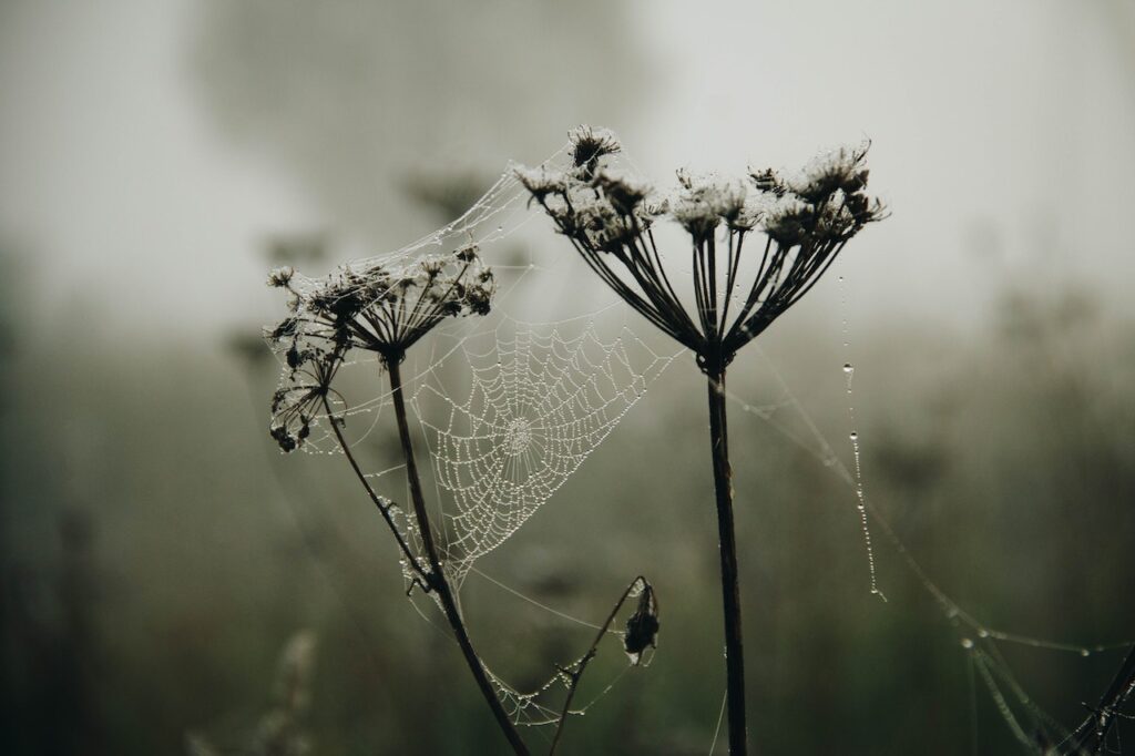 a dewy spiderweb strung between two flowers.