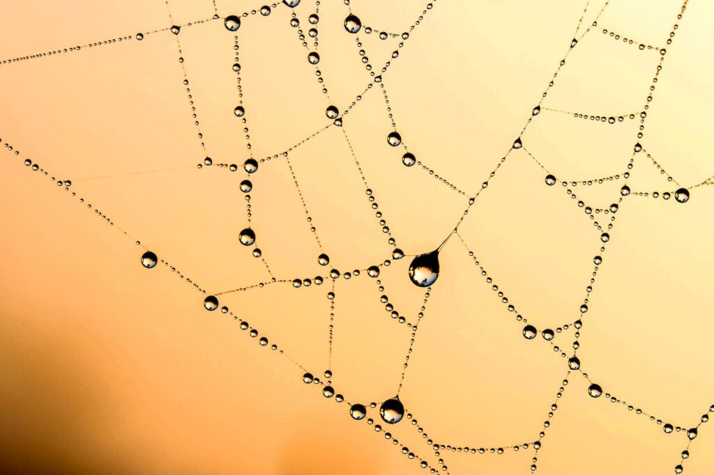 dew drops on a spider web at sunrise.