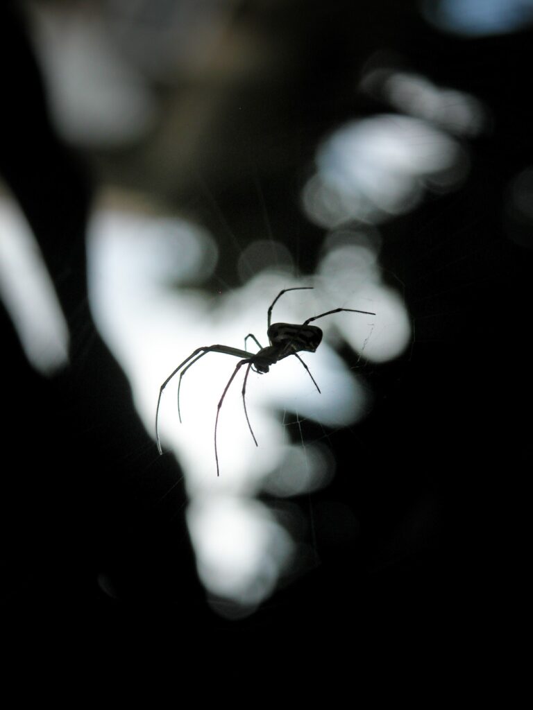 a black spider in its web with blurred black and white background.