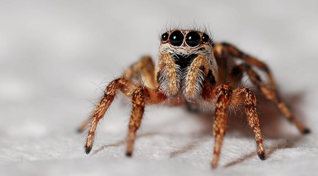 close up of a brown jumping spider with large black eyes.