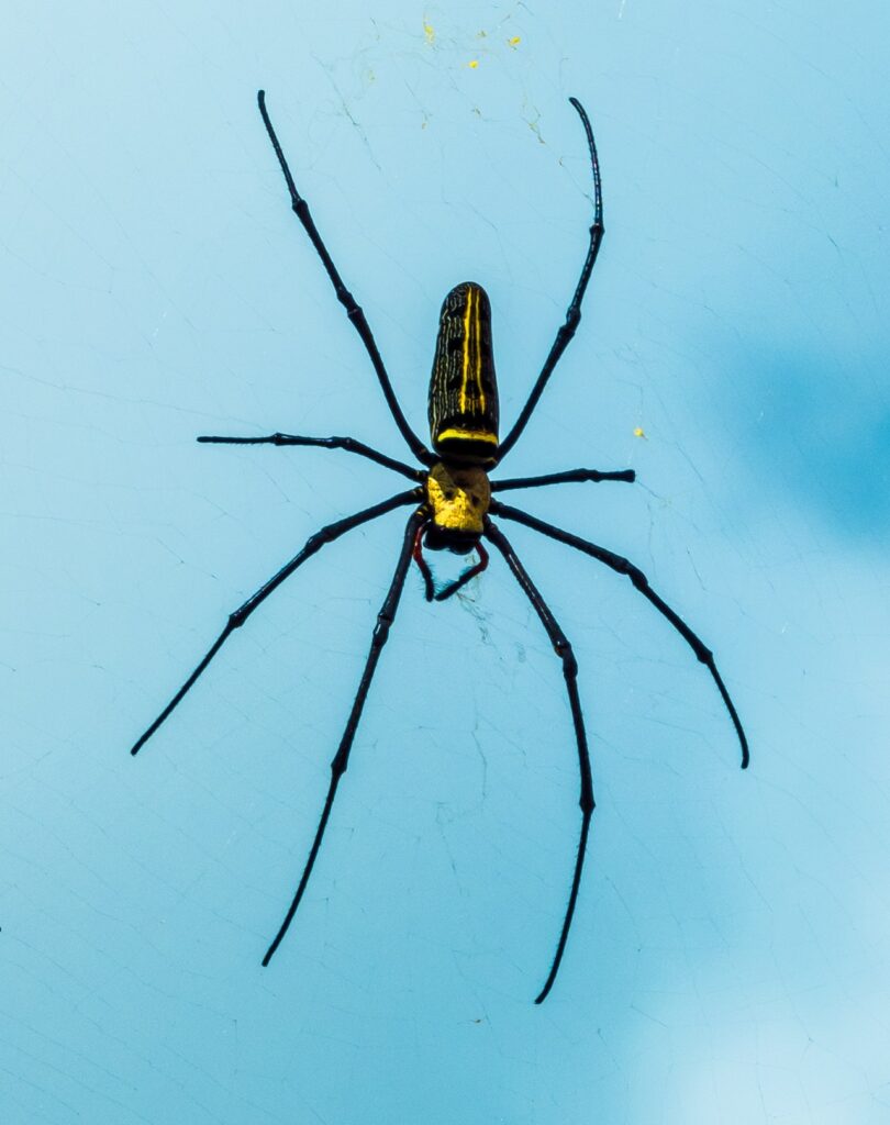 a spindly black and yellow spider hanging from its web.