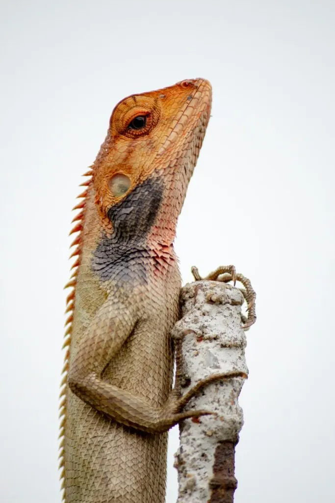 an orange and tan colored lizard perched on a stick.