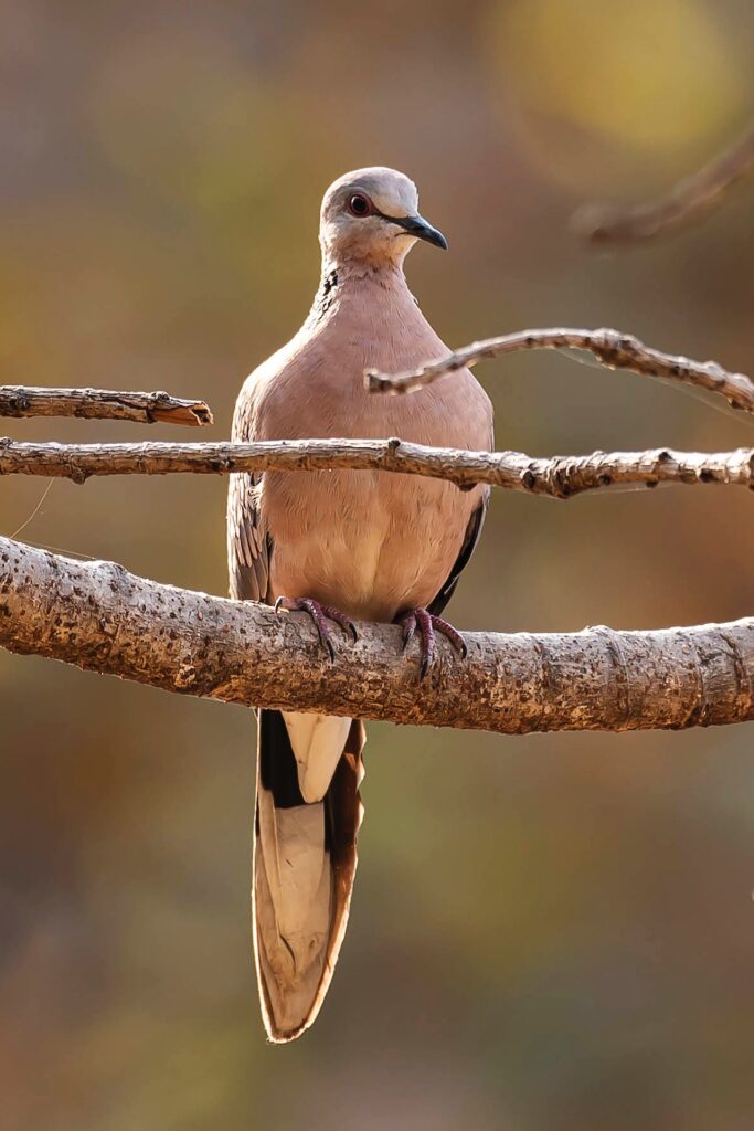 a mourning dove on a branch.