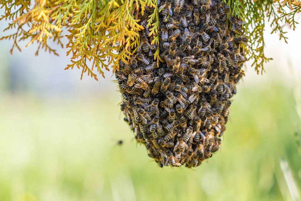 Large swarm of bees on a tree branch.