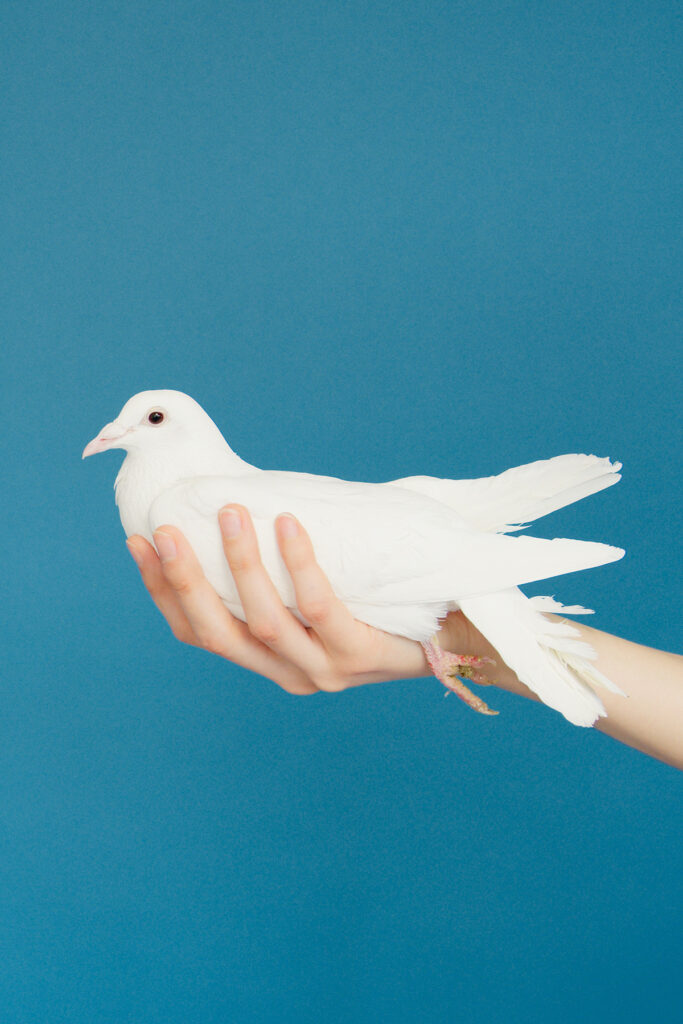 a hand holding a white dove against a blue background.