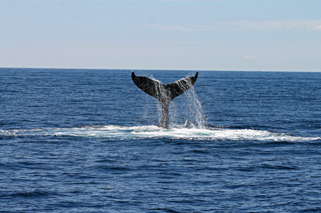 A whale's tale above the surface of the ocean with blue sky.