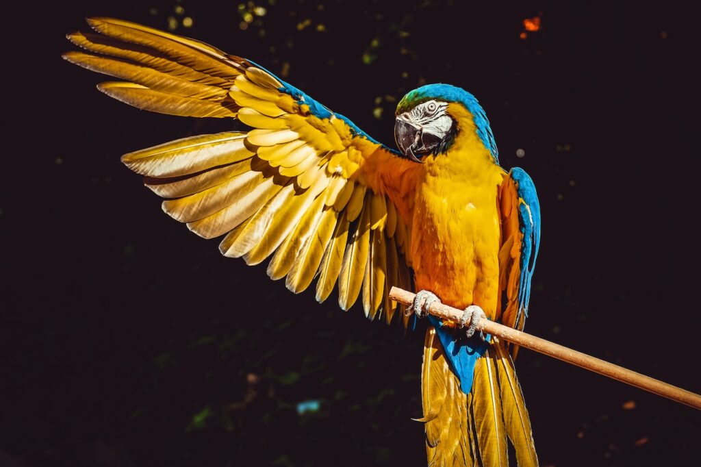 a shimmering golden and blue parrot with one wing outstretched.