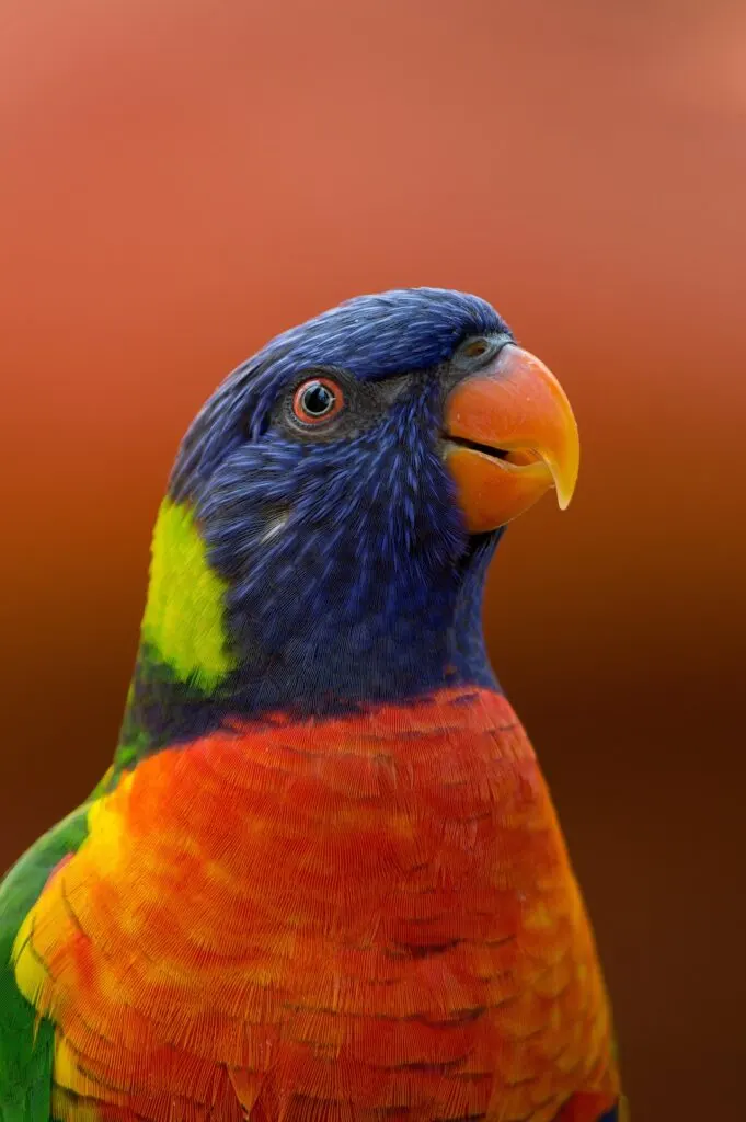 close up of colorful parrot's head.
