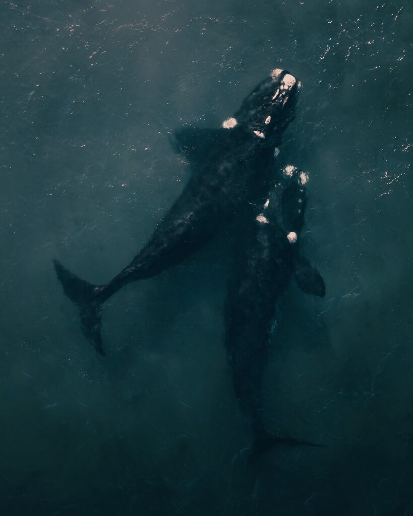 Hazy and dark image of two whales swimming seen from above.