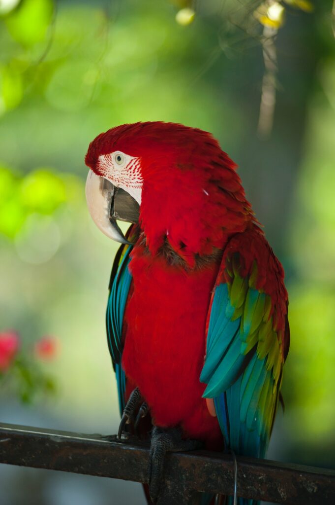a large red, blue and green parrot perched on a bar.