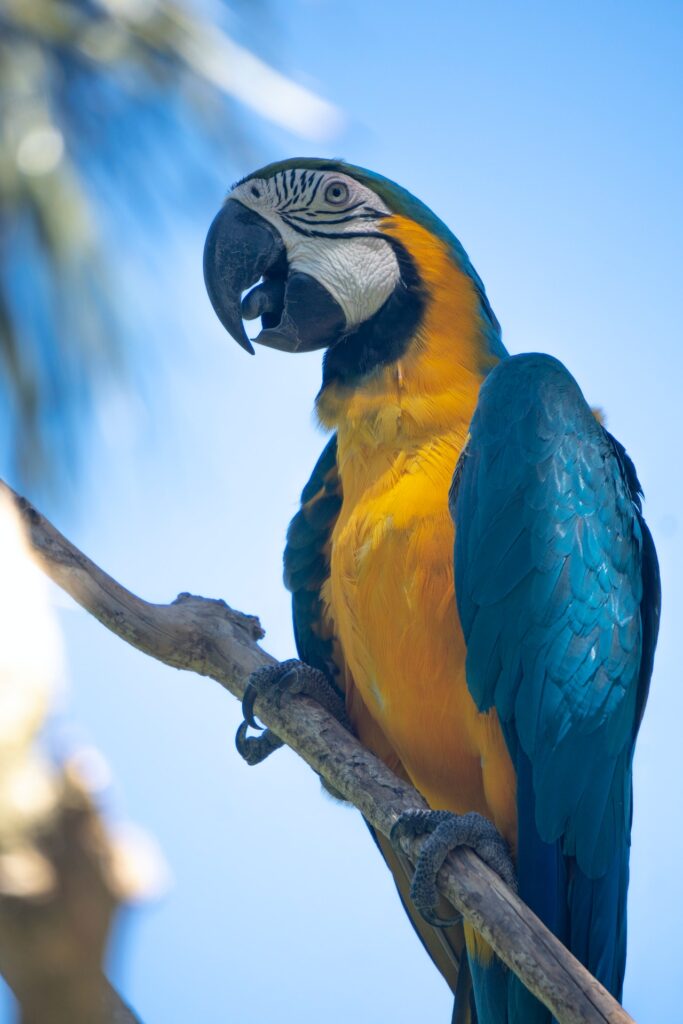 blue and yellow macaw perched on a branch in the sun.