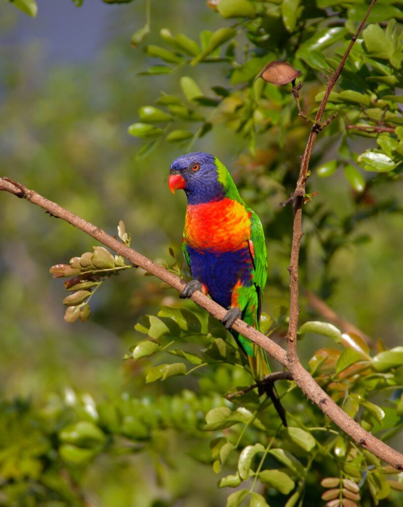 vibrant blue, orange and green parrot perched in a tree.