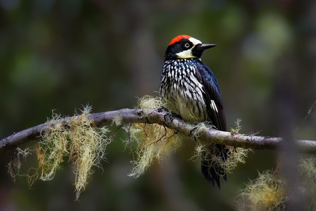 small black and white speckled woodpecker with red head on a small branch.
