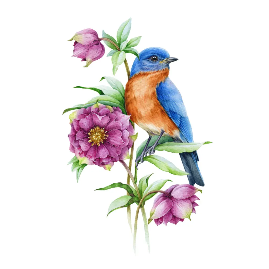 watercolor illustration of a bluebird on the leaves of a pink camellia flower.