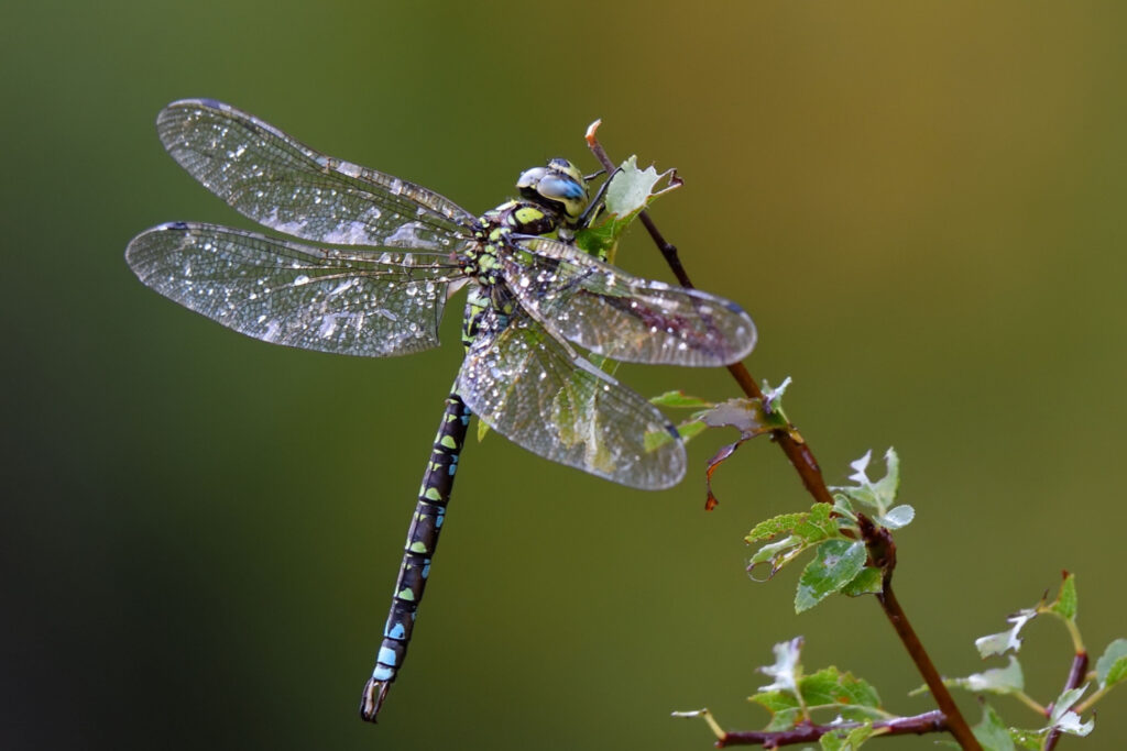 close up of an iridescent blue and black dragonfly on a small branch.