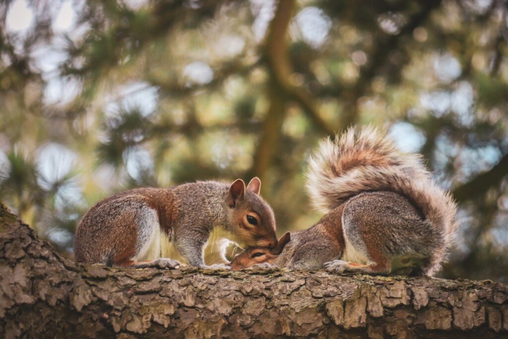 a squirrel grooming another squirrel on a tree branch.