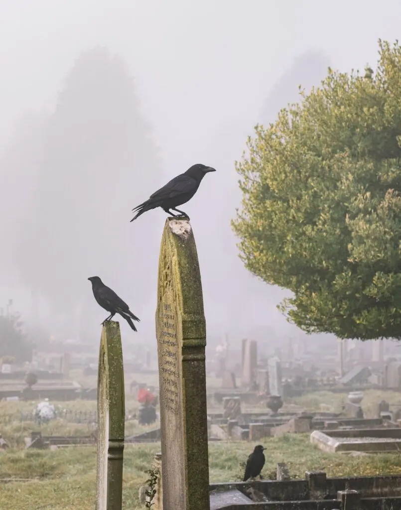 three ravens perched on gravestones in a cemetery.