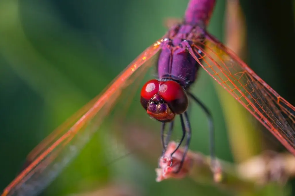 close up of a vibrant red dragonfly's face and wings.