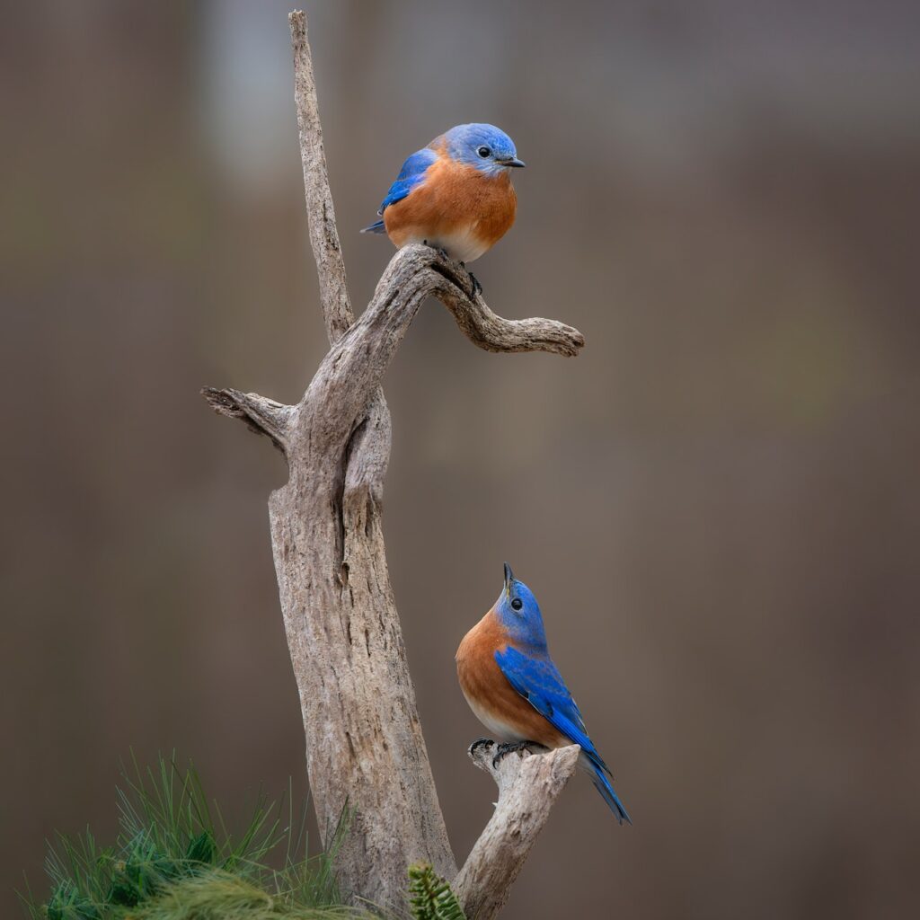 two bright blue bluebirds with brown chests perched on a dead tree branch.