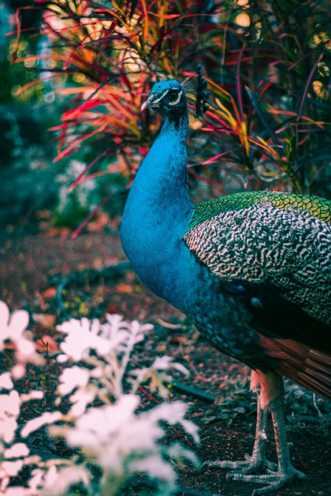 a peacock standing in a garden with colorful plants.