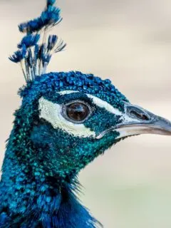 close up of a peacock's bright blue head.