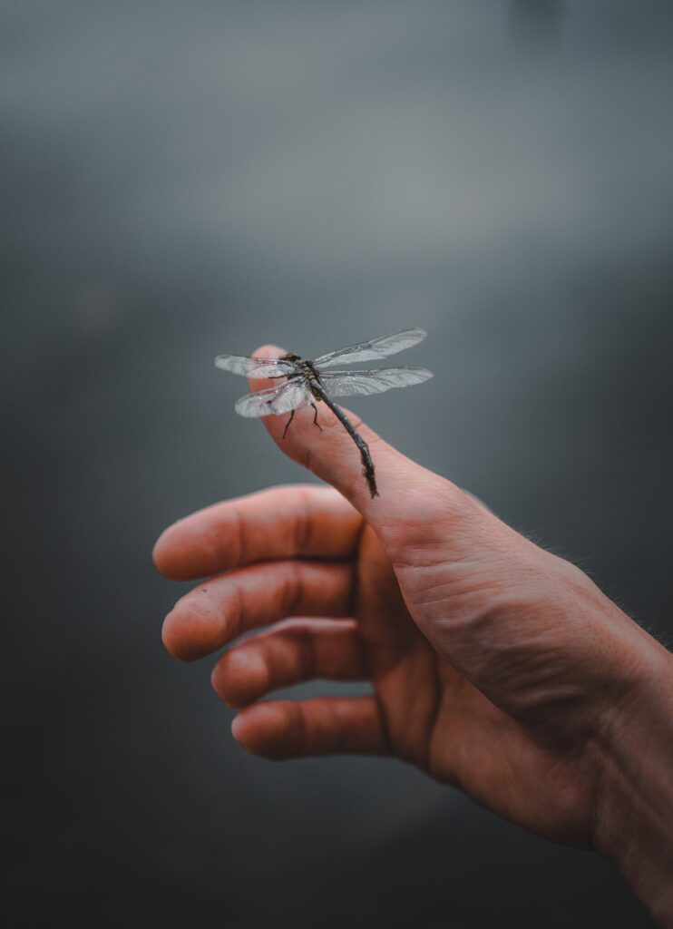 small black dragonfly perched on a man's hand.