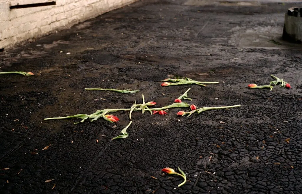 discarded red tulips scattered in the street.
