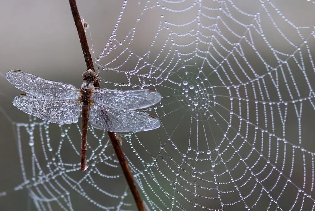 dead dragonfly stuck on a spider web covered in waterdroplets.