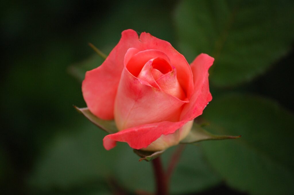 close up of a bright coral-colored rose.