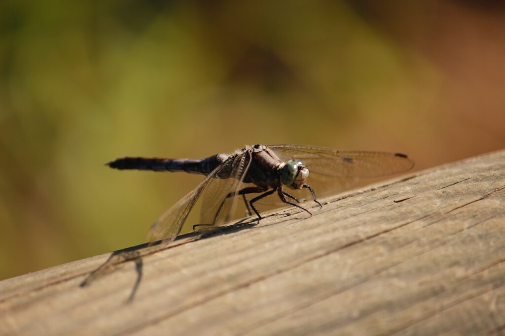 brown dragonfly perched on a log.