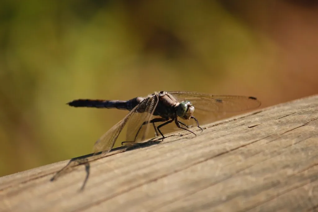 brown dragonfly perched on a log.