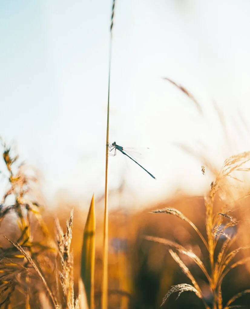 long blue dragonfly on a tall stalk of wheat in a field.