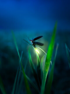 a single firefly perched on a blade of grass.
