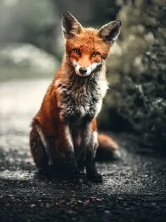 a red fox with muddy paws sitting in the rain.