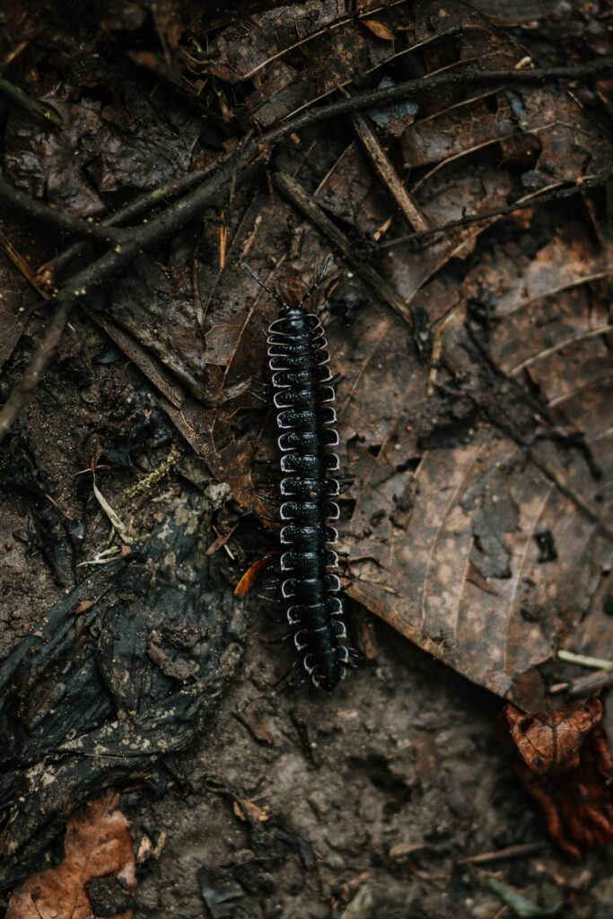 black centipede on the forest floor.