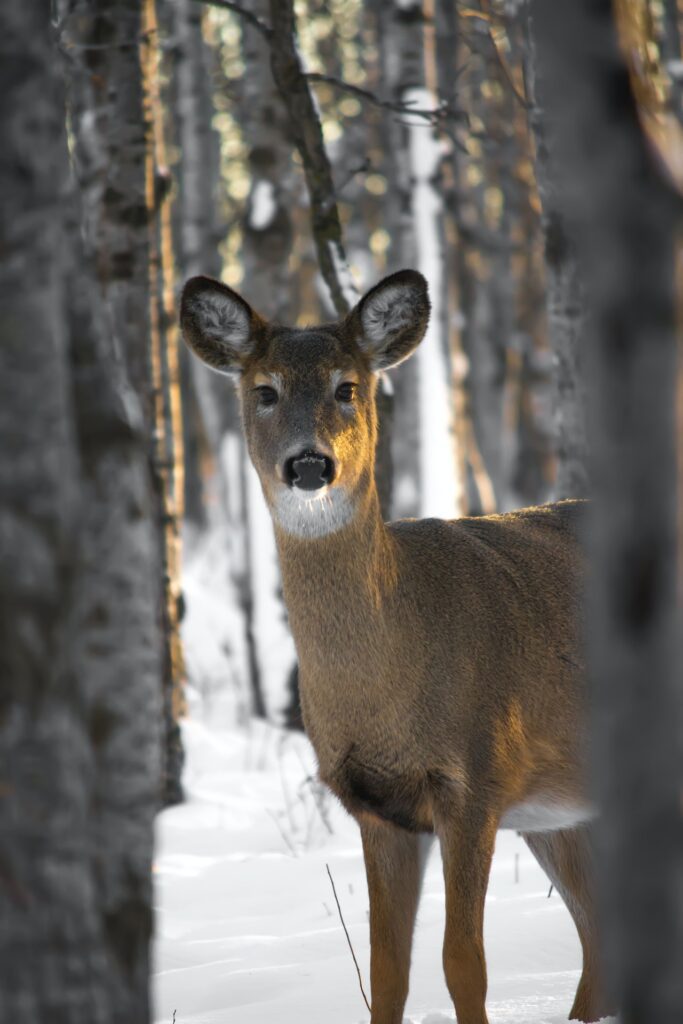 white tailed deer peering through two trees in a snowy forest.