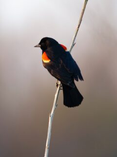 red-winged blackbird perched on a skinny branch.