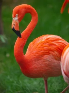 a bright salmon-colored flamingo standing in green grass.