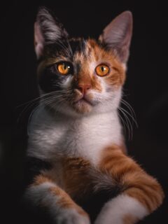 close up of a calico cat with glowing amber eyes on a black background.