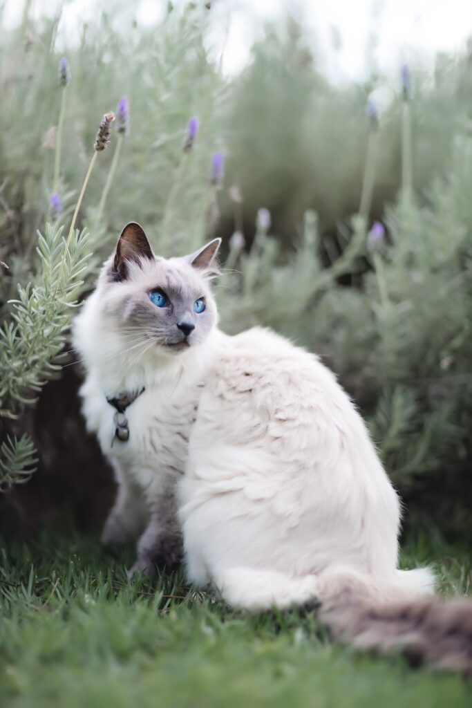 white and gray Siamese cat with blue eyes next to lavender plants.